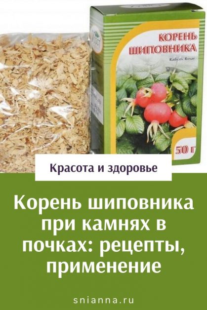 корень шиповника