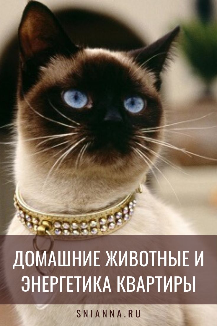ДОМАШНИЕ ЖИВОТНЫЕ И ЭНЕРГЕТИКА КВАРТИРЫ