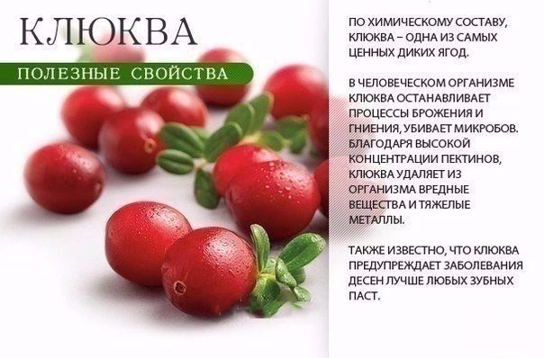 клюква