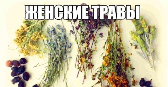travki лучшие женские травы