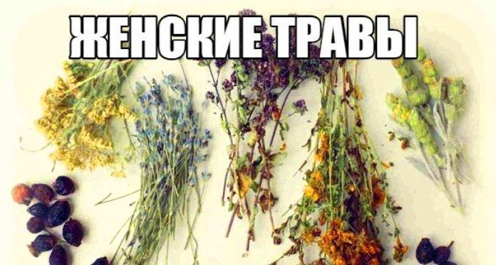 ЛУЧШИЕ ЖЕНСКИЕ ТРАВЫ лучшие женские травы