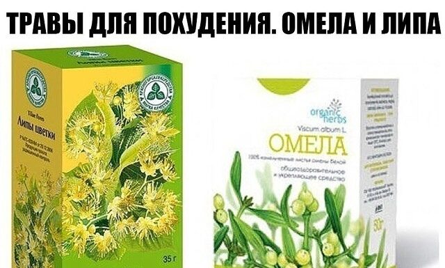 Травы для похудения: омела и липа. 5 дней — минус 5 кг омела и липа для похудения
