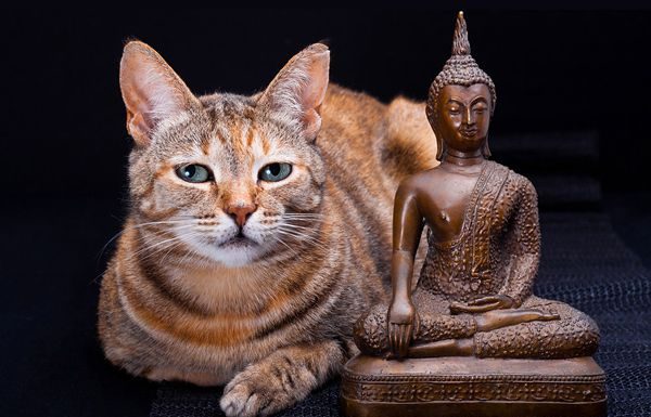 Кошка — индикатор вашей кармы