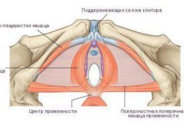 ПРО ЖЕНСКИЕ ТРЕНИРОВКИ — чем чреват плоский живот и накачанные ягодицы ПРО ЖЕНСКИЕ ТРЕНИРОВКИ