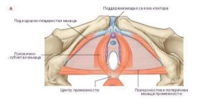 ПРО ЖЕНСКИЕ ТРЕНИРОВКИ — чем чреват плоский живот и накачанные ягодицы ПРО ЖЕНСКИЕ ТРЕНИРОВКИ