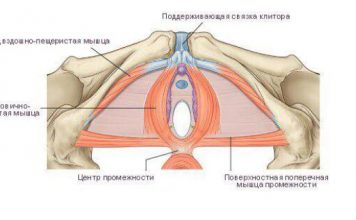 ПРО ЖЕНСКИЕ ТРЕНИРОВКИ — чем чреват плоский живот и накачанные ягодицы ПРО ЖЕНСКИЕ ТРЕНИРОВКИ