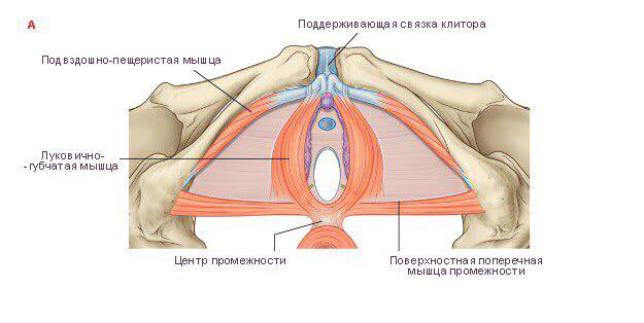 ПРО ЖЕНСКИЕ ТРЕНИРОВКИ — чем чреват плоский живот и накачанные ягодицы ПРО ЖЕНСКИЕ ТРЕНИРОВКИ
