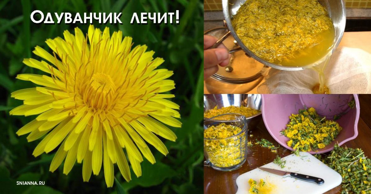 Одуванчик лечит рак, гепатит, заболевание печени, почек, желудка. Вот как правильно приготовить его