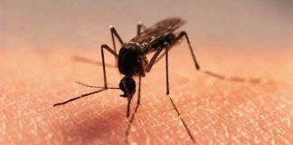 8 убийственных ароматов против комаров. Актуально, как никогда ароматов против комаров