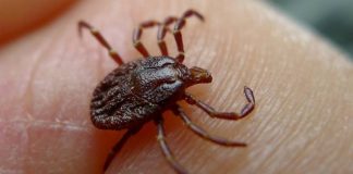 Простой трюк будет держать кровососущих клещей подальше от вас на всё лето