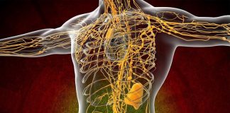 10 простых способов очищения лимфатической системы. Только натуральные средства