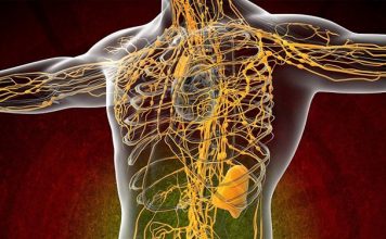 10 простых способов очищения лимфатической системы. Только натуральные средства
