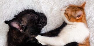 Учёные объяснили, почему полезно брать кота и собаку в постель