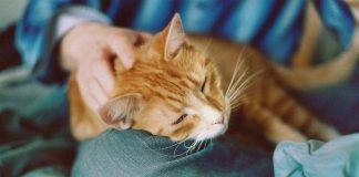 Почему кошки ложатся на больное место человека Почему кошки ложатся на больное место