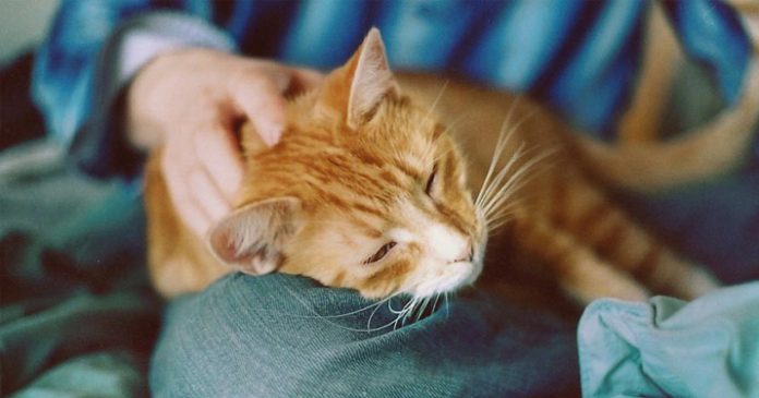 13 Почему кошки ложатся на больное место