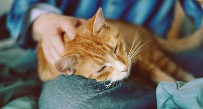 Почему кошки ложатся на больное место человека Почему кошки ложатся на больное место