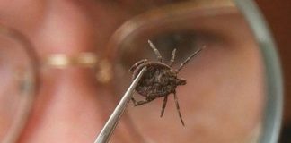 Как не стать жертвой клеща, не используя химию