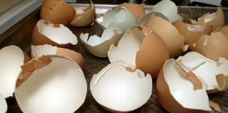 Нельзя просто взять и выбросить скорлупу. Под ней сокровище