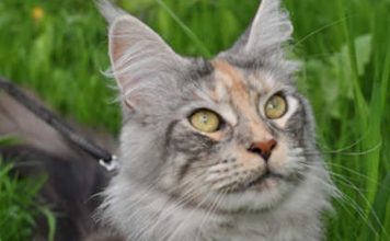 Какие животные приносят в дом удачу и деньги