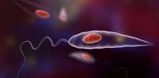 Паразиты и опасные болезни, которые они могут вызывать