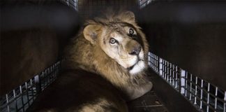Италия проголосовала за закон о запрете использования всех животных в цирках и передвижных ярмарках…