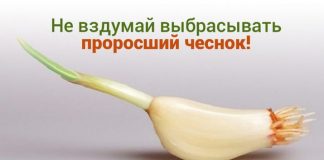 Никогда не выбрасывайте полежавший проросший чеснок