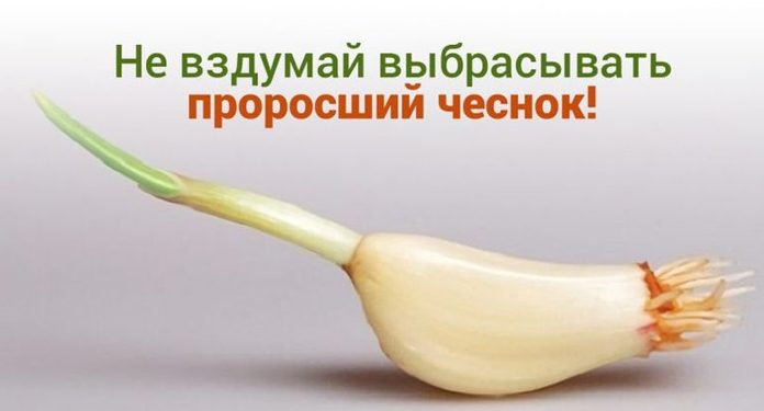 Никогда не выбрасывайте полежавший проросший чеснок