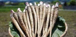 Корень лопуха лечит гастрит, язву желудка, панкреатит, выводит камни из желчного пузыря и исцеляет поджелудочную Корень лопуха лечит