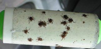 Используйте этoт хитрый трюк, чтобы не стать жертвой клещей!