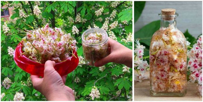 zvet-kashtana Цвет каштана