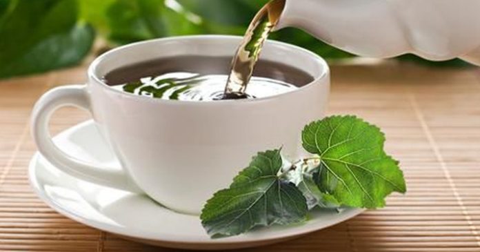Чай из листьев шелковицы