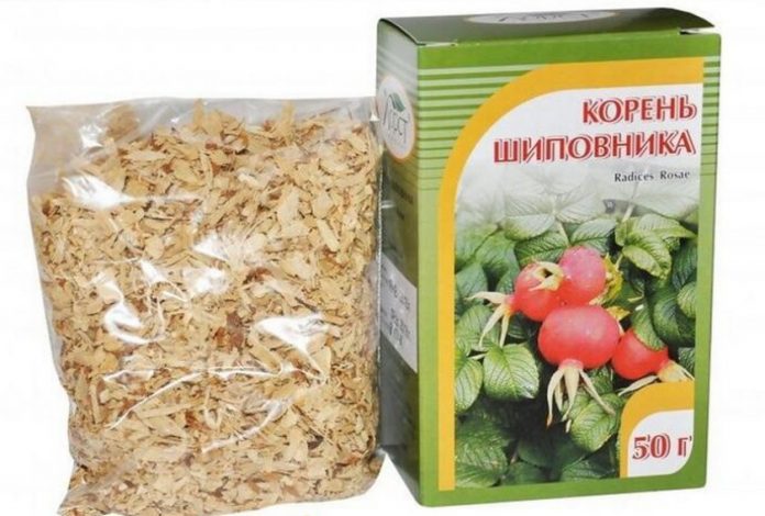 koren-shipovnika корень шиповника
