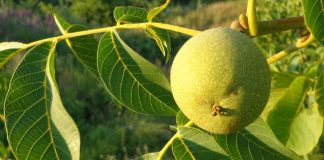 Рецепт из зеленых грецких орехов от гастрита и язвы
