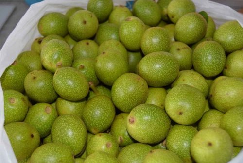зеленые грецкие орехи