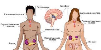 У гормонов есть часы работы