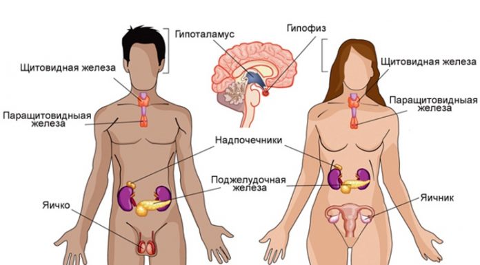 Про гормоны. Оказывается у гормонов тоже есть часы работы У гормонов есть часы работы