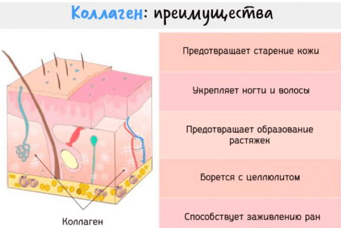 коллаген преимущества