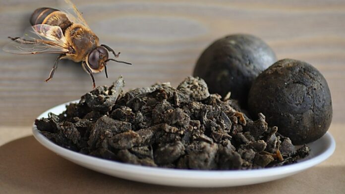 propolis польза прополиса для организма
