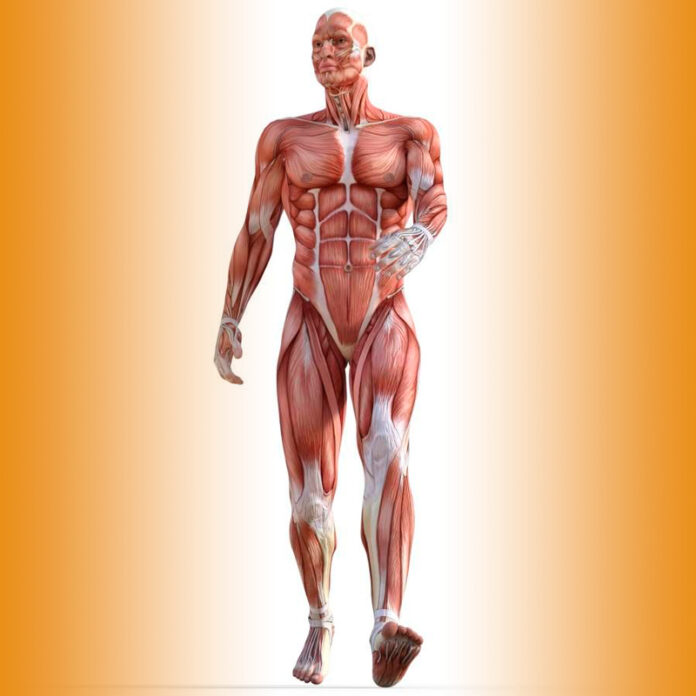 content_Walking-Anatomy-