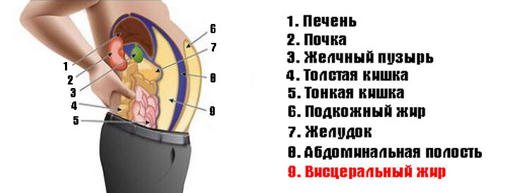 ВИСЦЕРАЛЬНЫЙ ЖИР