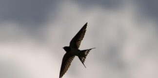 КИТАЙСКАЯ ЛАСТОЧКА swallow flying, swallow in flight, swallow, small bird, migration, blue sky, swallow, swallow, swallow, swallow, swallow