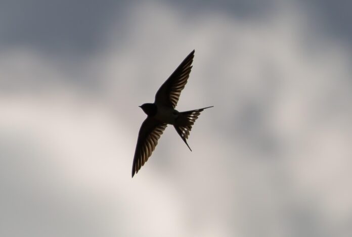 Photo by TheOtherKev swallow flying, swallow in flight, swallow, small bird, migration, blue sky, swallow, swallow, swallow, swallow, swallow