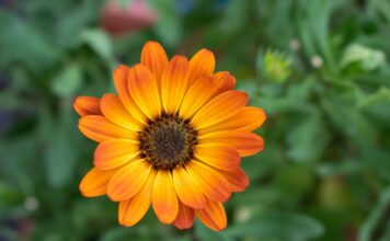 Как использовать календулу для здоровья: народные рецепты и советы calendula, orange blossom, garden, nature, marigold, close up