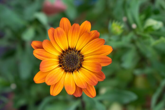 Как использовать календулу для здоровья: народные рецепты и советы calendula, orange blossom, garden, nature, marigold, close up